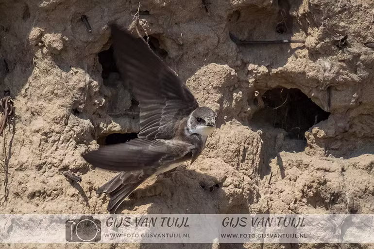 2020_05_04 De Oeverzwaluw nabij Brakel